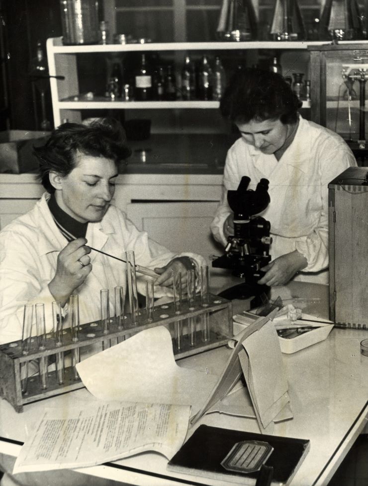 Preparat mleka pod mikroskopem - posiew na pożywkę